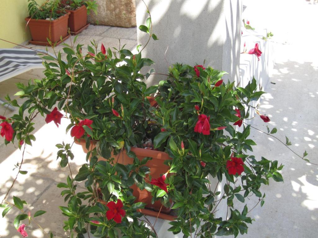 Apartments Viganj Δωμάτιο φωτογραφία